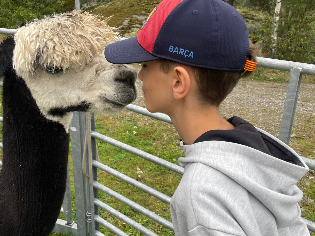 Far from standard alpaca-Jarna必去景点