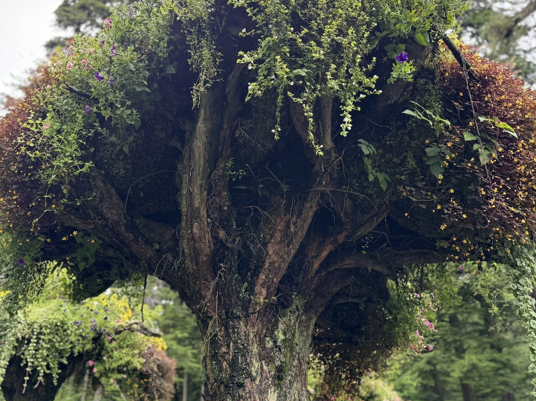 Glacier Gardens Rainforest Adventure-朱诺必去景点