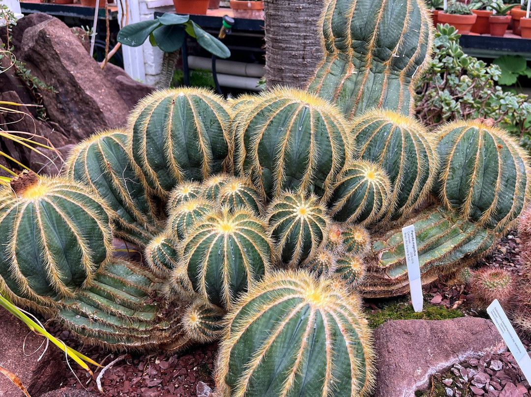 史密斯学院热带植物园-北安普敦必去景点