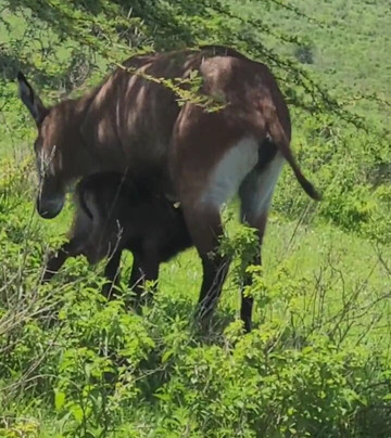 Expeditions Wild Jungle-Karen必去景点