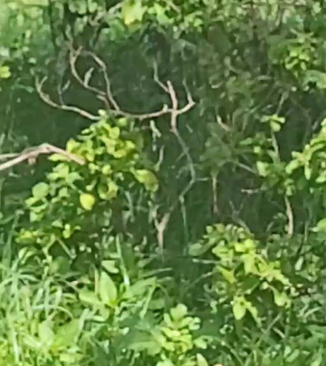 Expeditions Wild Jungle