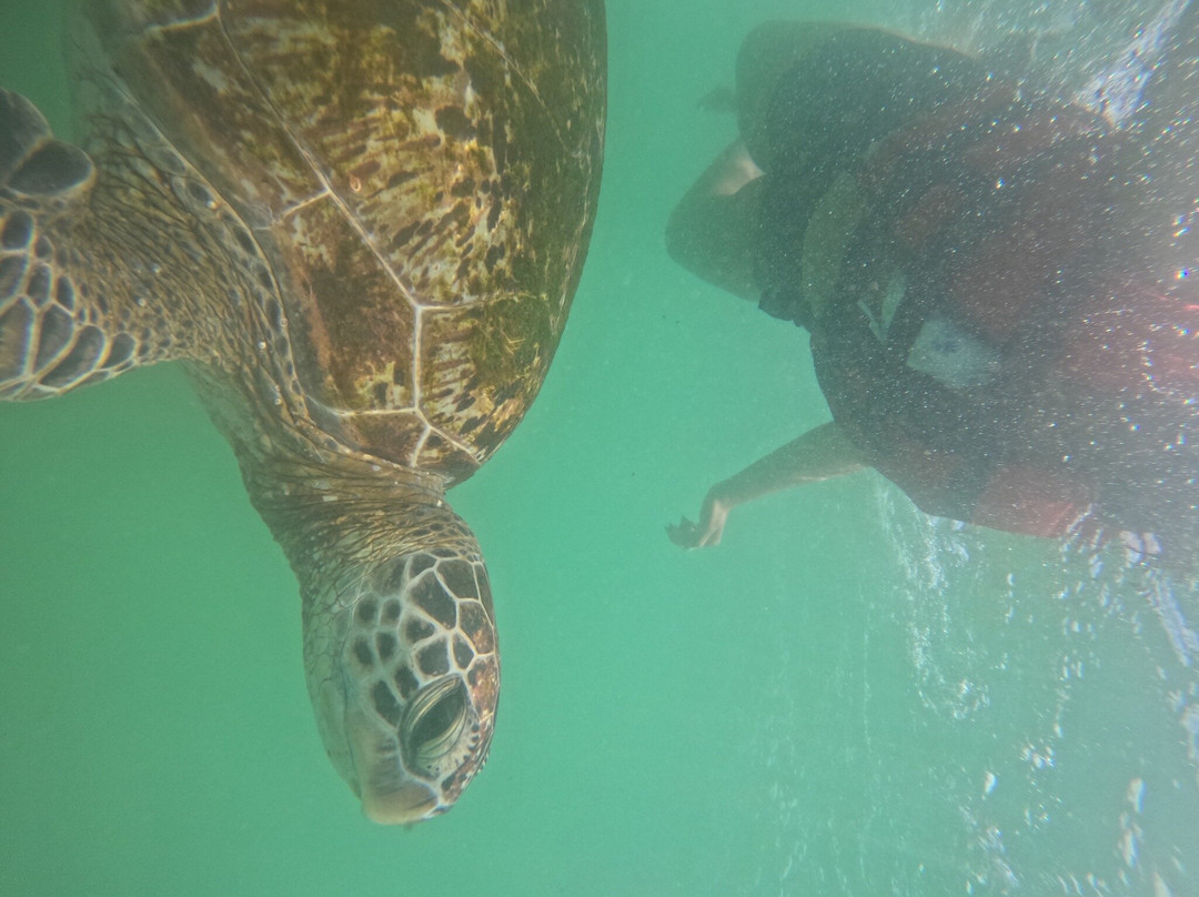 Mirissa Blue Whales And Turtle Snorkeling-Thalaramba必去景点