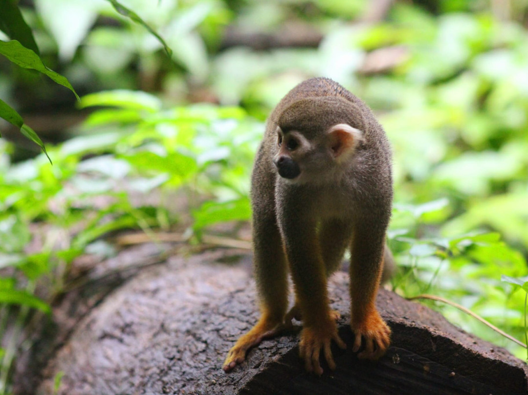 Sotalie Excursions-Remire-Montjoly必去景点