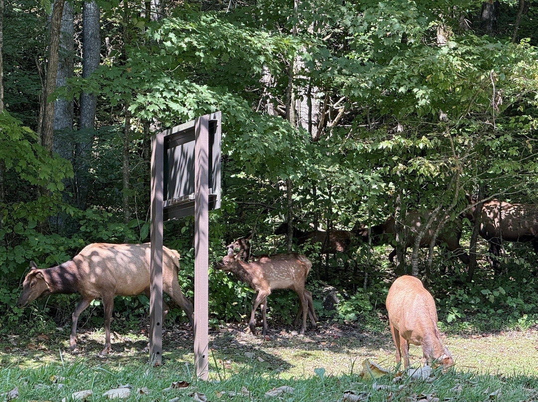 Great Smokies Inn主图