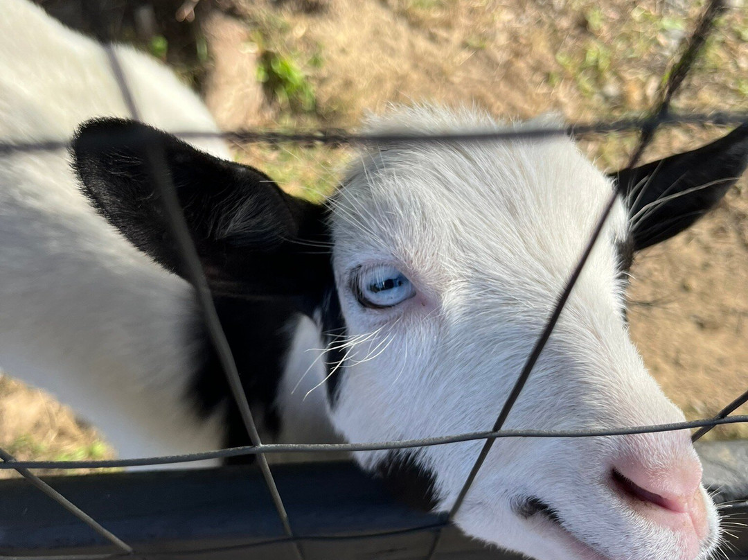 Kingsbrae Garden-Saint Andrews必去景点