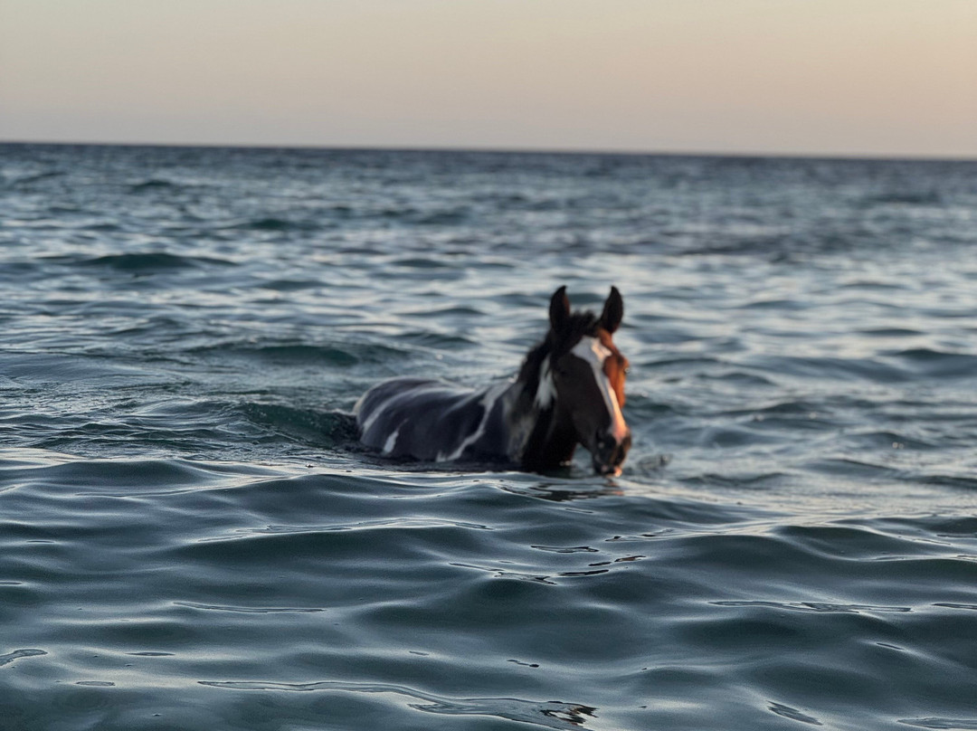 Yallahorse Stable-艾高娜必去景点