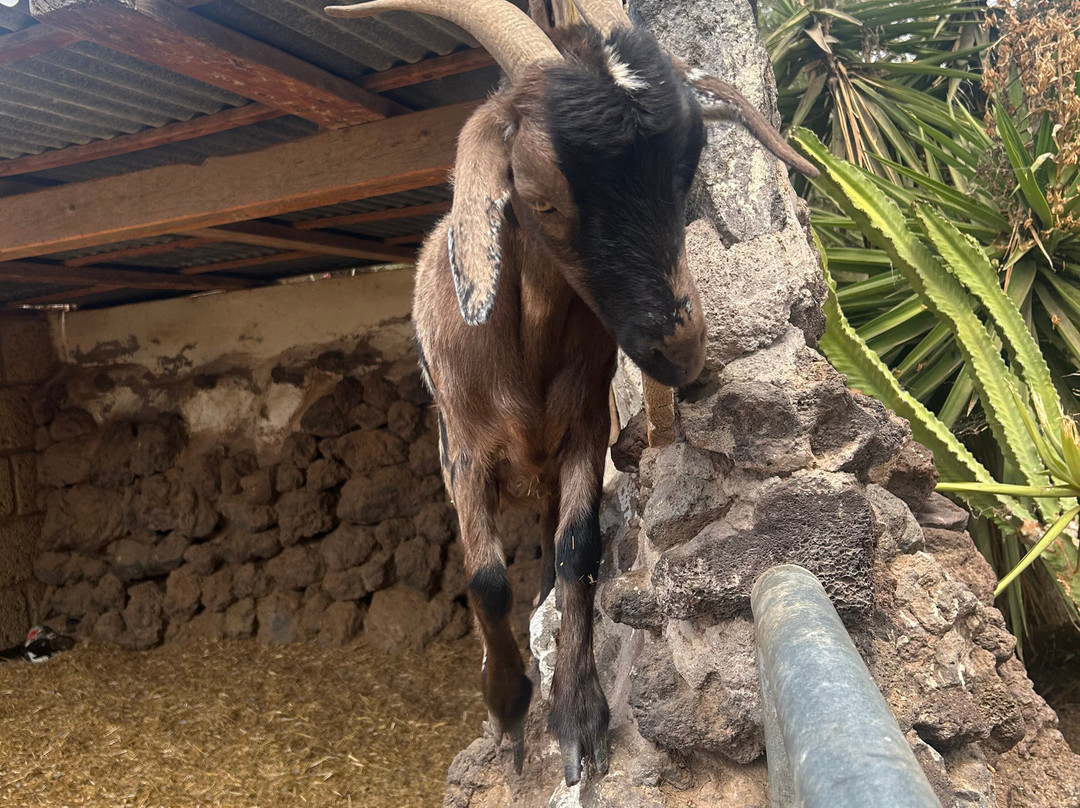 Camel Park-阿罗纳必去景点