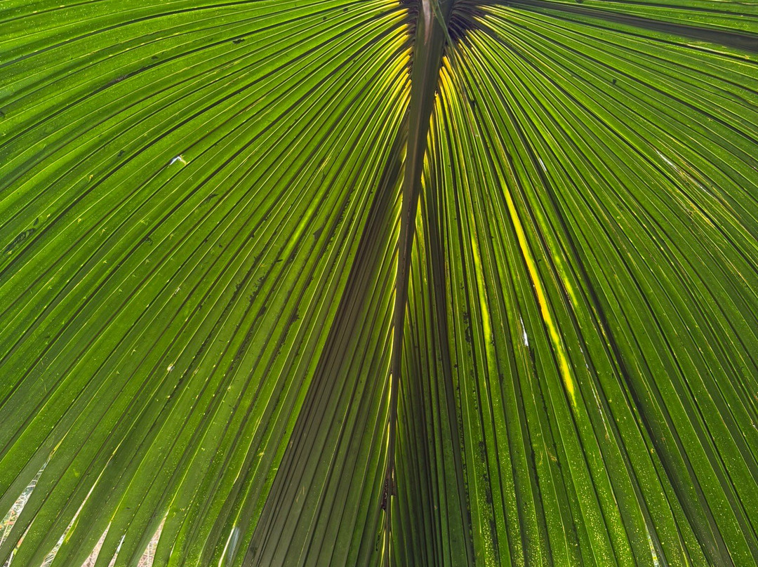 Sir Seewoosagur Ramgoolam Botanical Garden-庞波慕斯必去景点