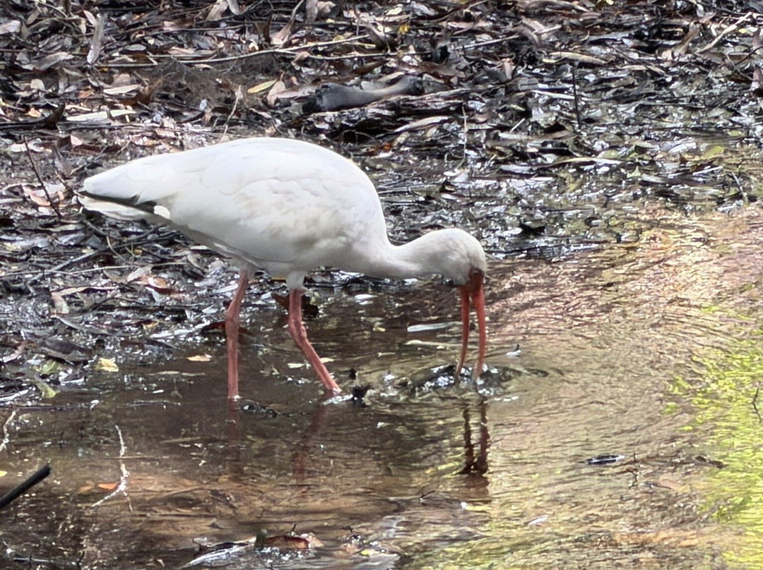 Myakkahatchee Creek Environmental Park-North Port必去景点
