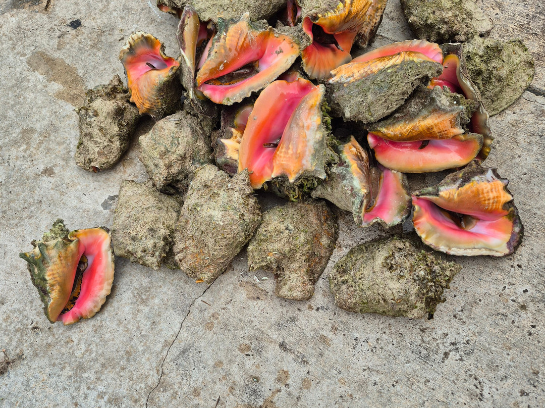 Freeport Harbour-弗里波特必去景点