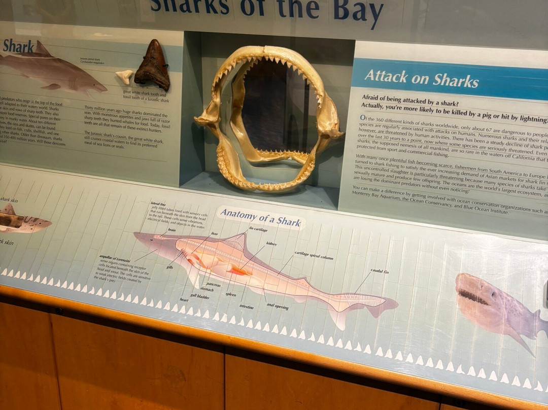 Crab Cove Visitor Center-阿拉米达必去景点