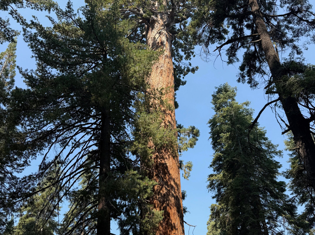 Congress Trail-红杉&国王峡谷国家公园必去景点