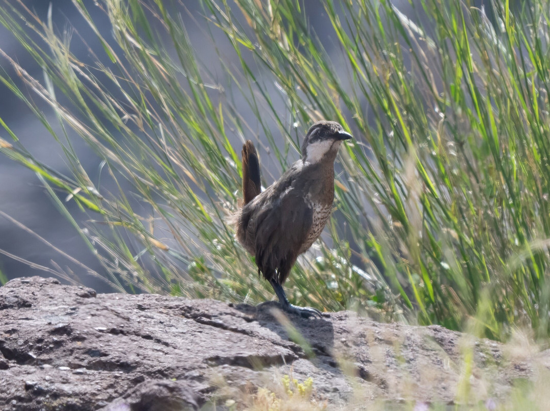 Parque La Giganta-Panquehue必去景点