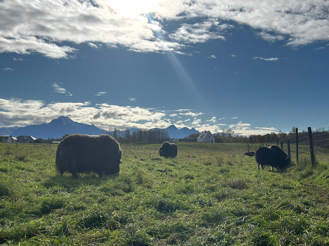 Musk Ox Farm-帕尔默必去景点