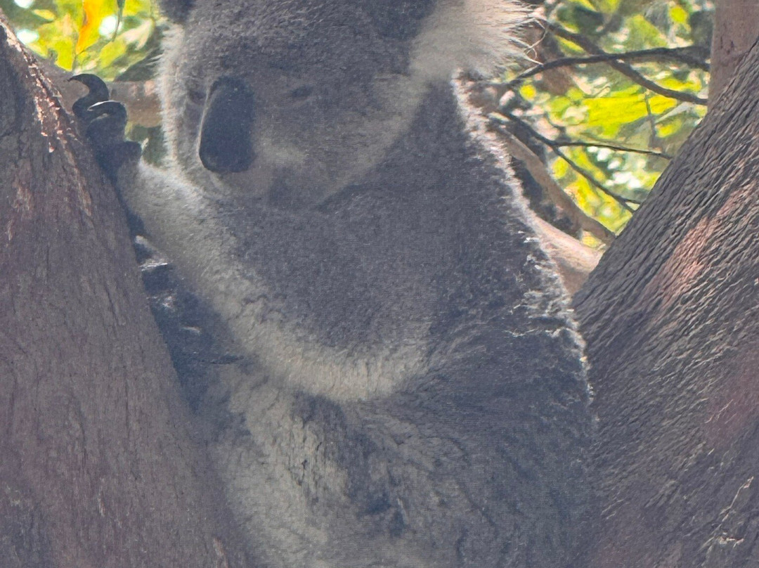 Port Stephens Koala Sanctuary-One Mile必去景点
