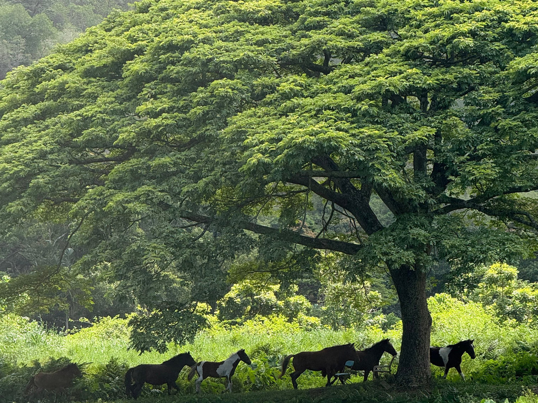 Waipio Valley Shuttle-库库伊哈尔必去景点