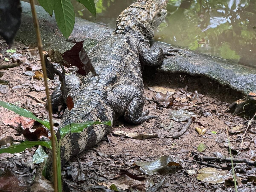 Jaguar Rescue Center-旧港必去景点