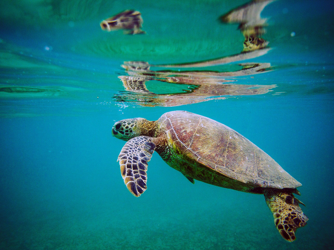 阿尼尼海滩-可爱岛必去景点