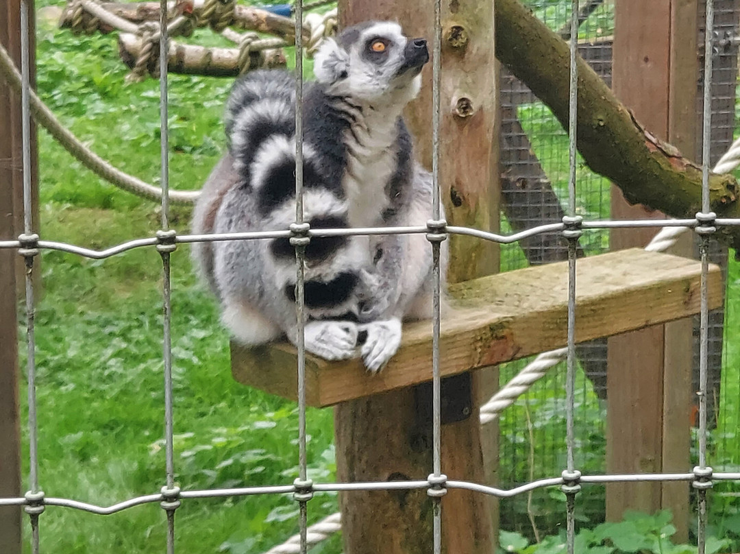 Askham Bryan Wildlife & Conservation Park-约克必去景点