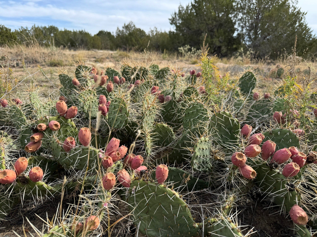 Vogel Canyon-La Junta必去景点