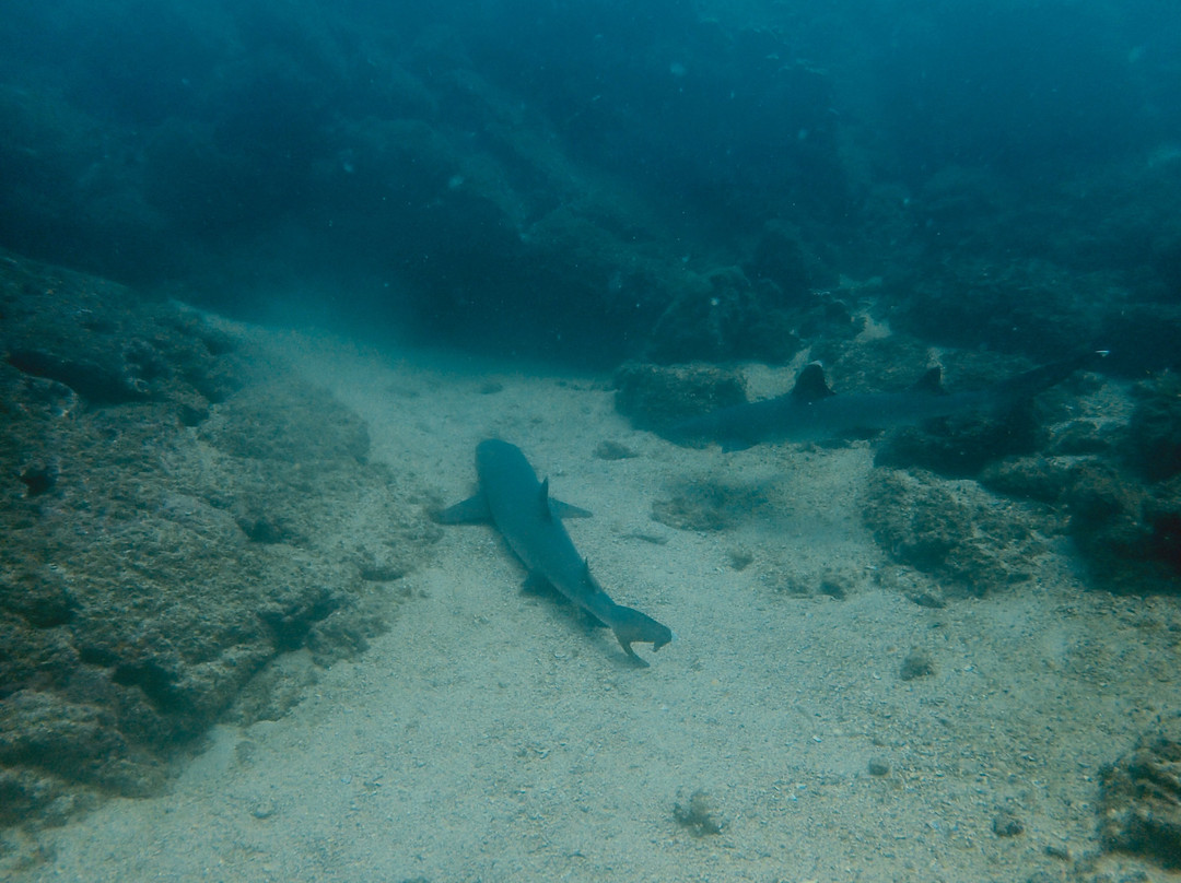 Rocket Frog Divers-Playas del Coco必去景点