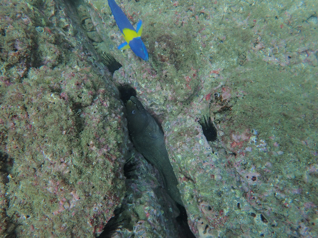 Rocket Frog Divers-Playas del Coco必去景点