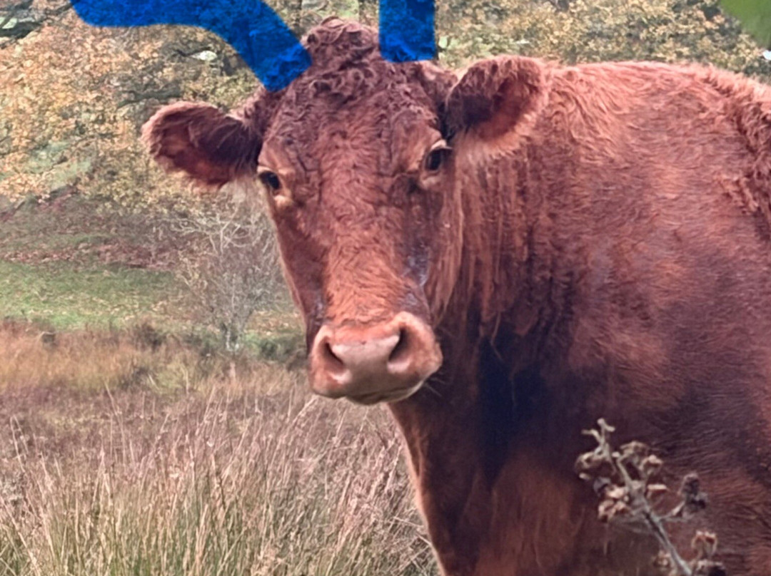 Robert Fletcher Wildlife Artist Studio & Aviaries-Satterthwaite必去景点