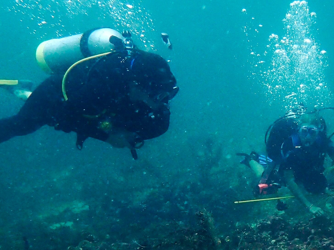 Deefer Diving Carriacou-Hillsborough必去景点