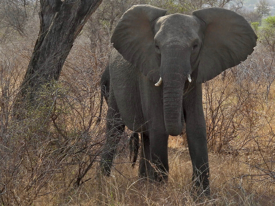 Wild Wings Safaris-克鲁格国家公园必去景点