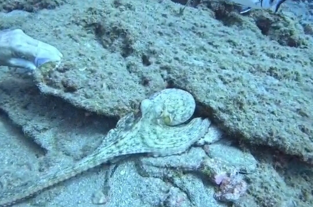 Atlantis Diving Center-Adelianos Kampos必去景点