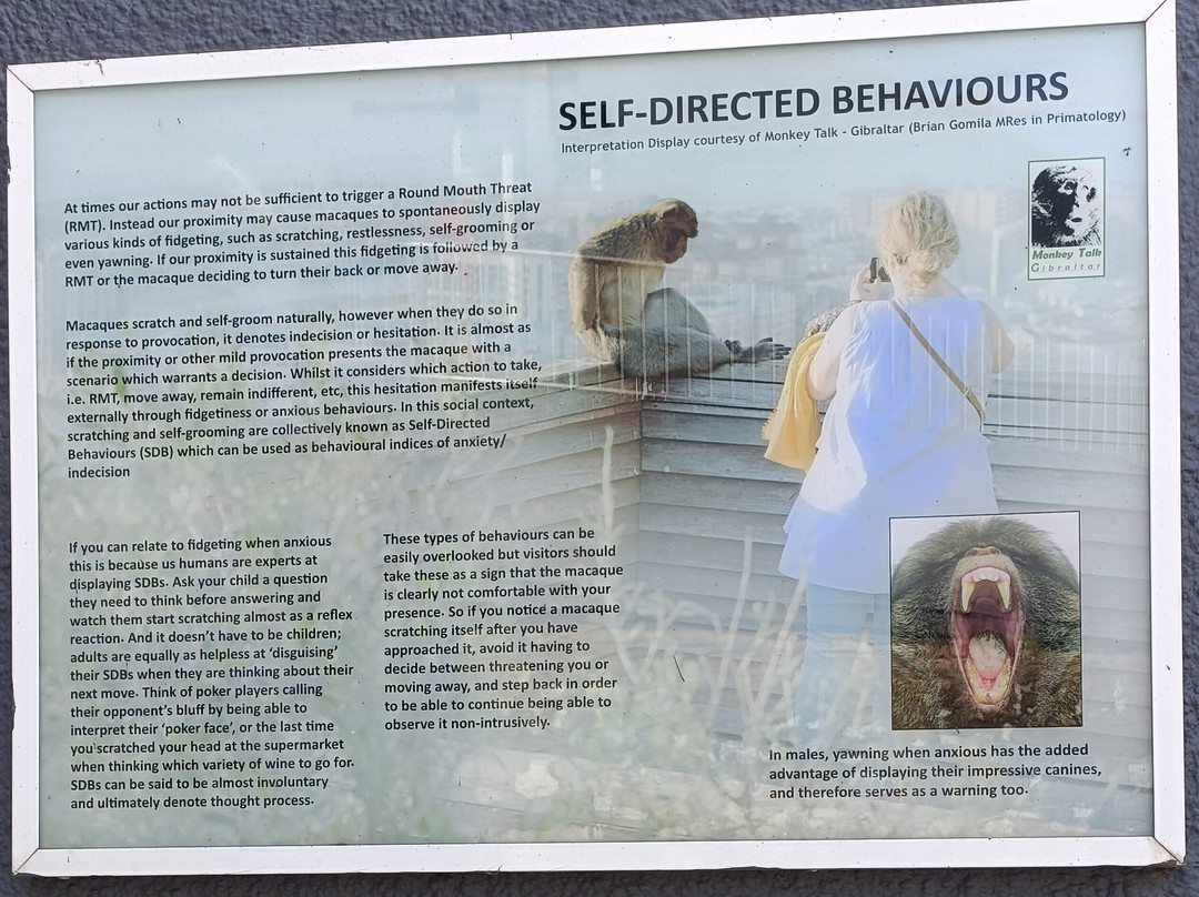 Gibraltar Upper Rock Nature Reserve-直布罗陀必去景点