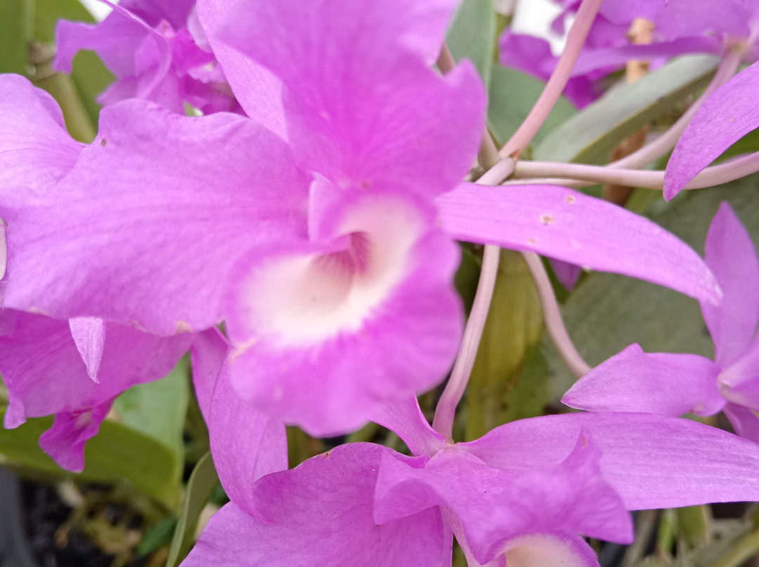 Jardin Botanico Lankester-Cartago必去景点