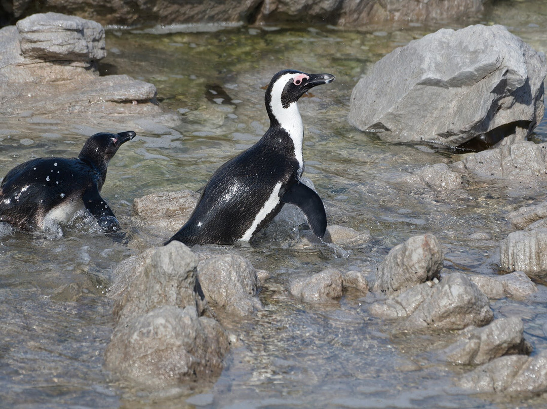 Stony Point Nature Reserve-Betty's Bay必去景点