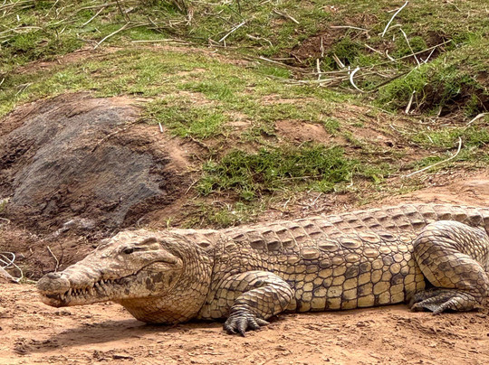 Safari in Kenya con Pantani-瓦塔木必去景点