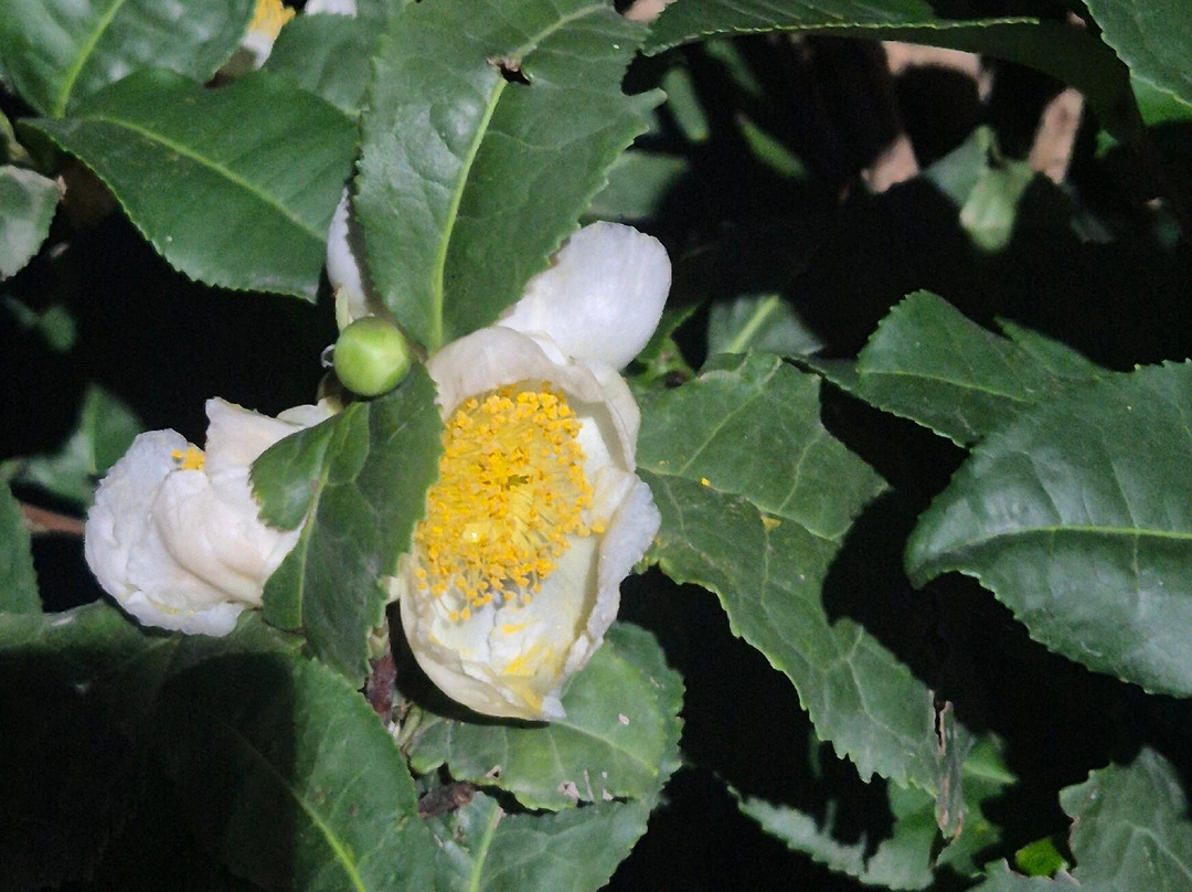 Nilado Green tea plantation