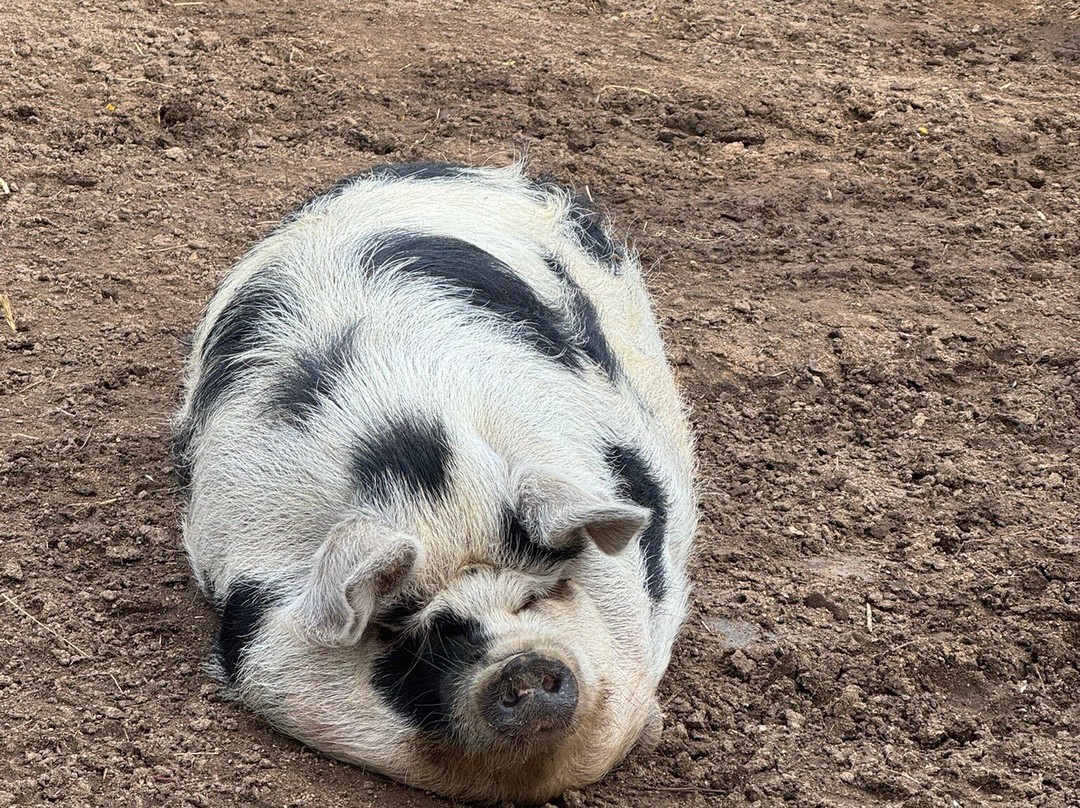 All Things Wild-Honeybourne必去景点