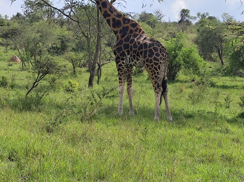 Car Rental Uganda-坎帕拉必去景点
