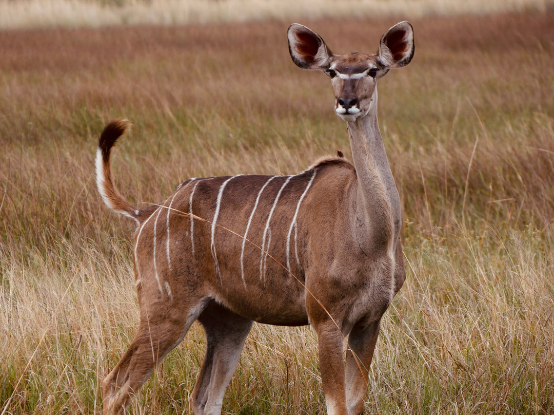 Real Africa Safaris Chobe-卡萨尼必去景点