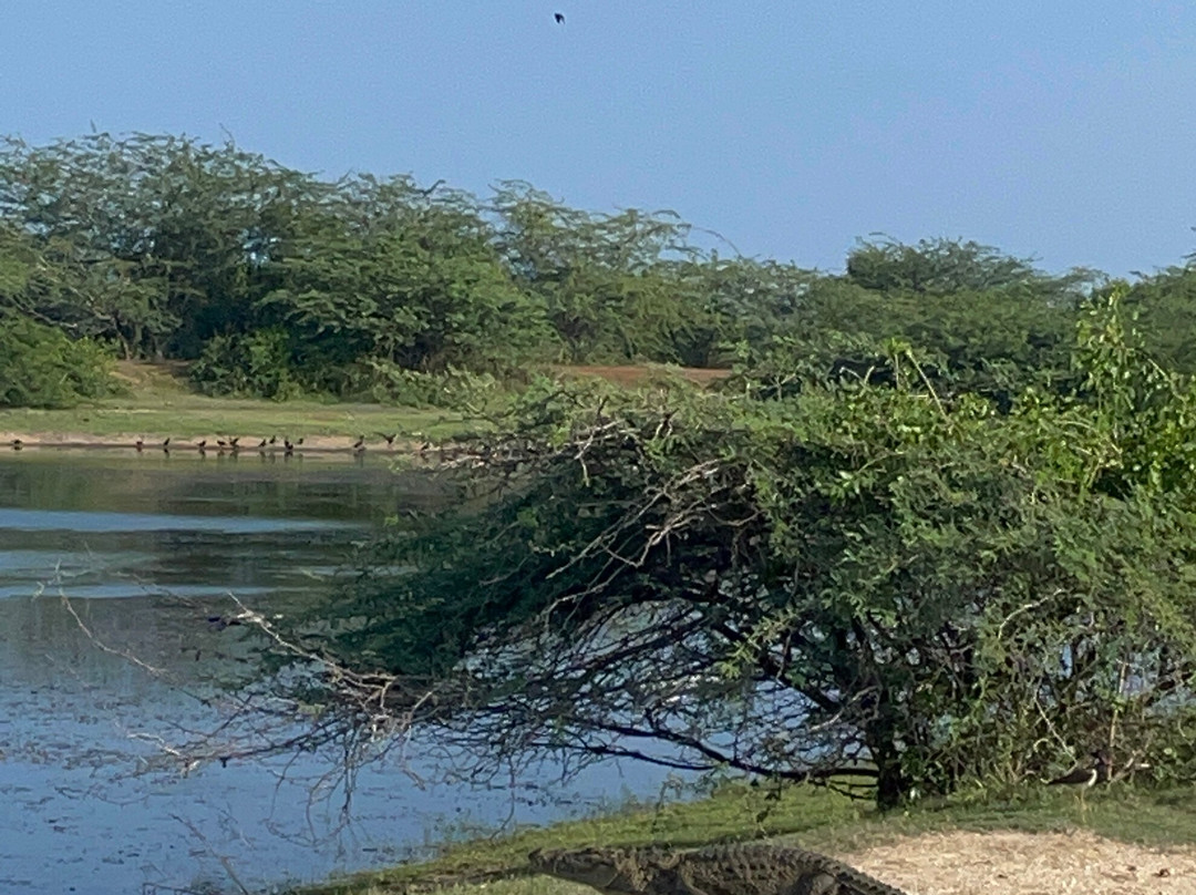 Bundala Safari-Hambantota必去景点