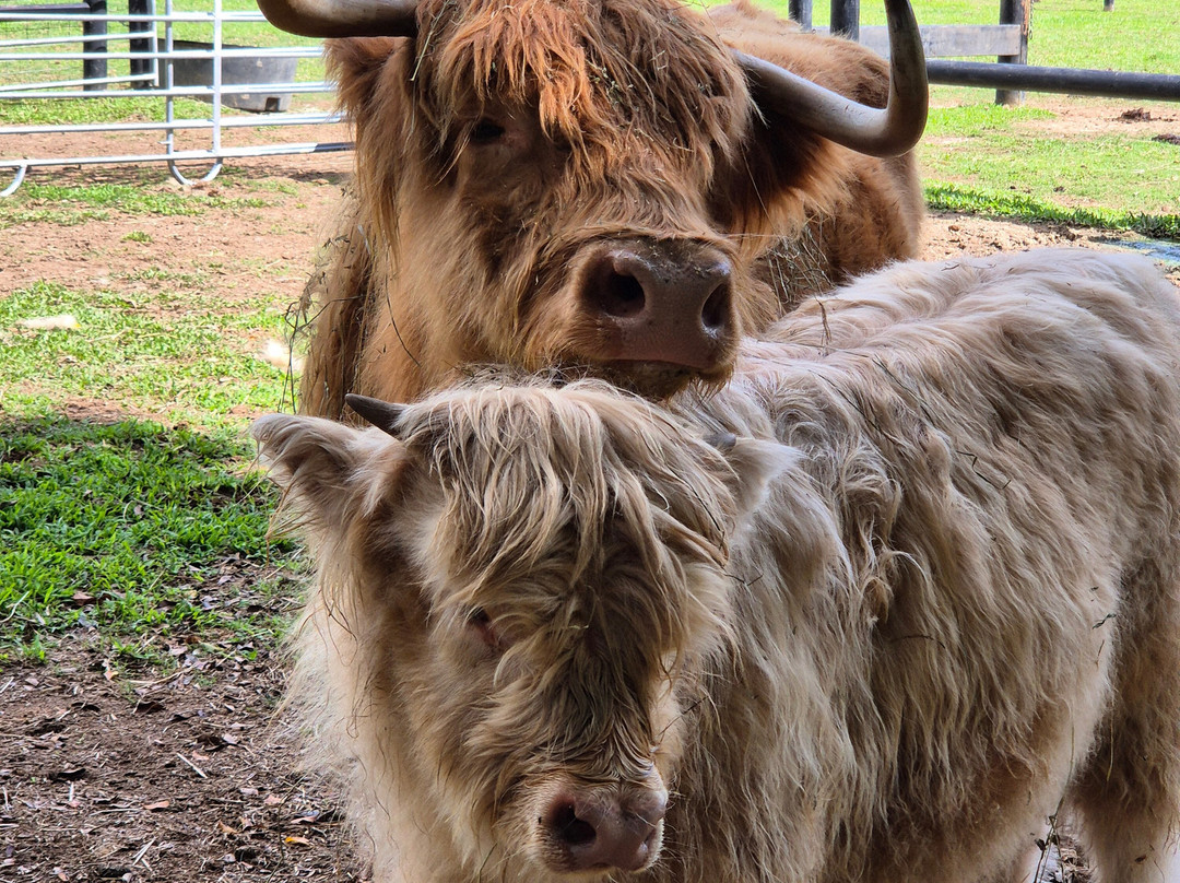 Bexland - Exclusive Highland Cow and Farm Experiences-Doonan必去景点