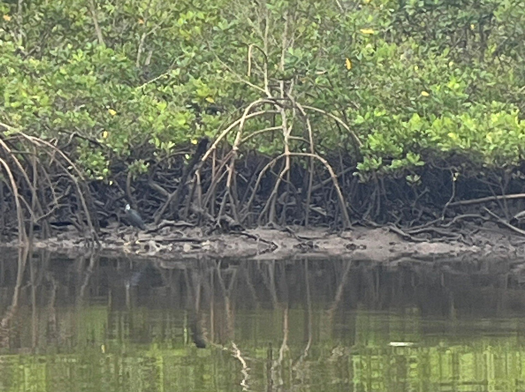 Makasutu Culture Forest-塞瑞库达必去景点