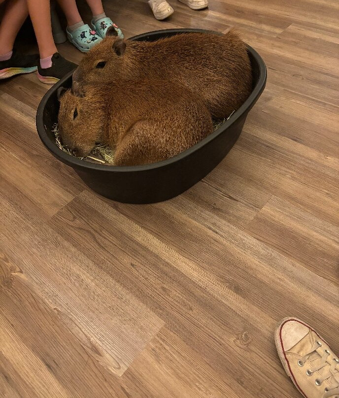 Capybara Cafe-Saint Augustine Beach必去景点