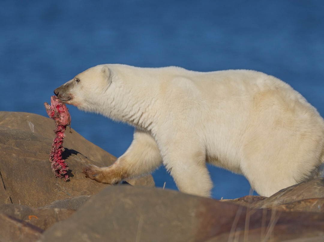 Discover Churchill Tours-丘吉尔必去景点