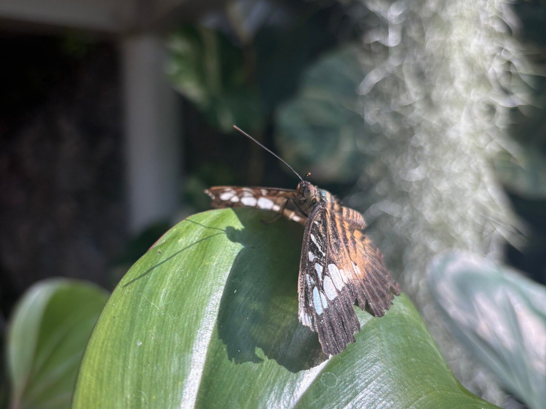 Konya Tropikal Kelebek Bahçesi-科尼亚必去景点