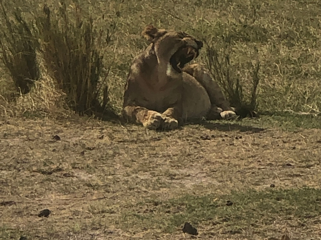 Amboseli National Park-Amboseli Eco-system必去景点
