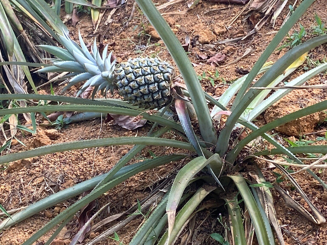 Vallée Des Fruits-大安塞区必去景点