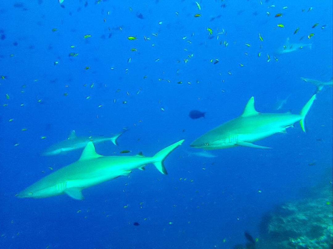 Thoddoo Diving Center-图杜岛必去景点
