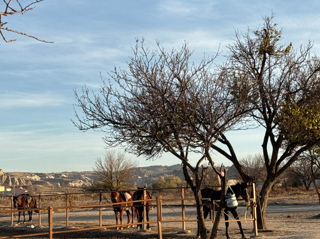 Cappadocia Horse Ranch-内夫谢希尔必去景点