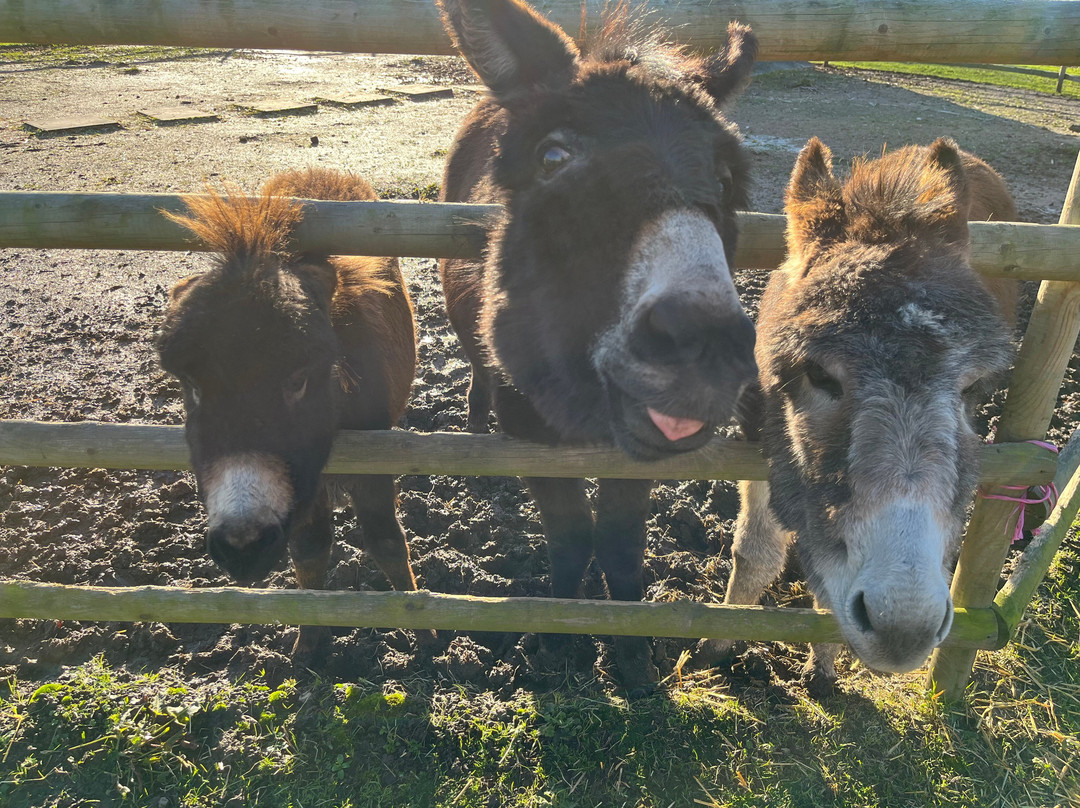 Woodlands Alpaca Farm-沃灵顿必去景点