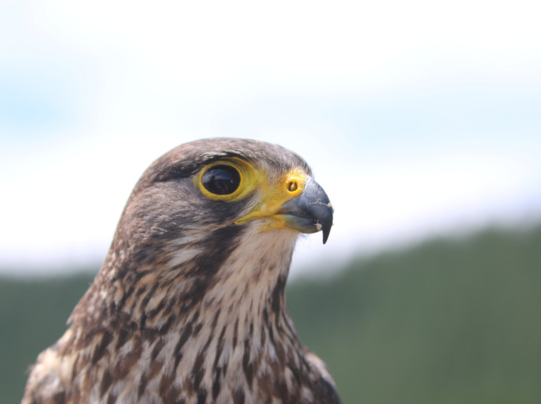 展翼国家猎鹰中心-侬格塔哈必去景点